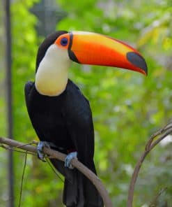 Toco Toucan paint by numbers