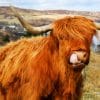Light Brown Highland Cow Paint By Numbers