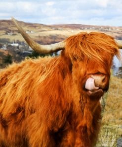 Light Brown Highland Cow Paint By Numbers