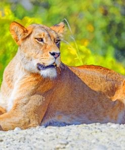 Big Cat Lioness paint by numbers