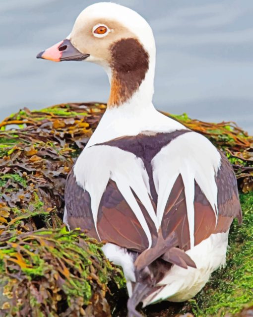 Long Tailed Duck paint by numbers