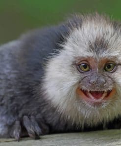 Marmoset Monkey Animal paint by numbers