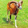 Mouflon On The Grass paint by numbers