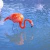 Orange Flamingo Paint By Numbers