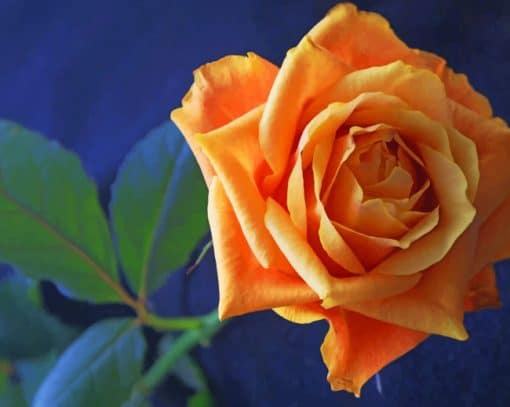 Orange Flower Rose paint by numbers