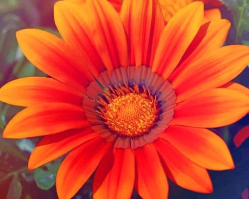 Orange Spring Sunflower paint by numbers