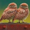 Owl Twins Paint By Numbers