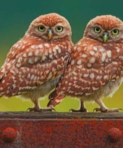 Owl Twins Paint By Numbers