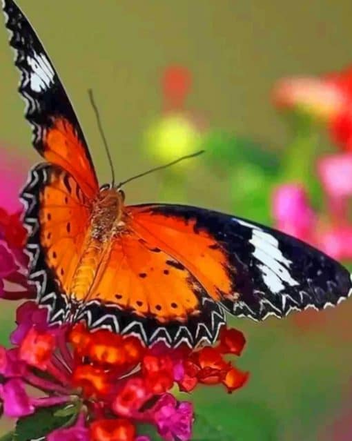 Painted Lady Butterfly paint by numbers