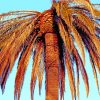 Palm Tree Under Blue Sky paint by numbers