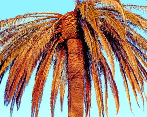 Palm Tree Under Blue Sky paint by numbers
