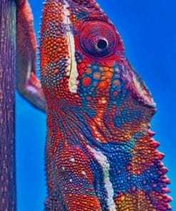Panther Chameleon Paint by numbers
