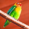 Parrot Fischer's Lovebird paint by numbers
