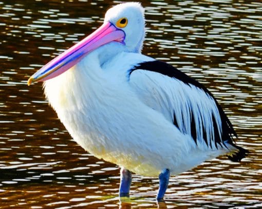 Pelican Bird In Water paint by numbers
