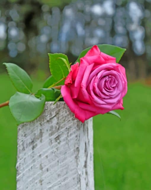 Pink Rose On Trunk paint by numbers