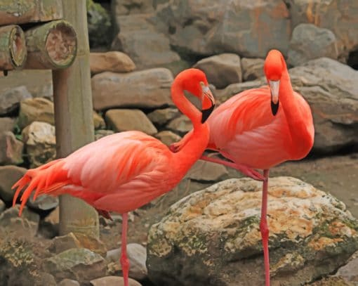 Tall Pink Flamingo Paint By Numbers