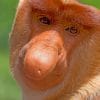 Proboscis Monkey Face paint by numbers