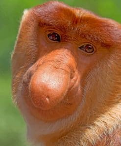 Proboscis Monkey Face paint by numbers