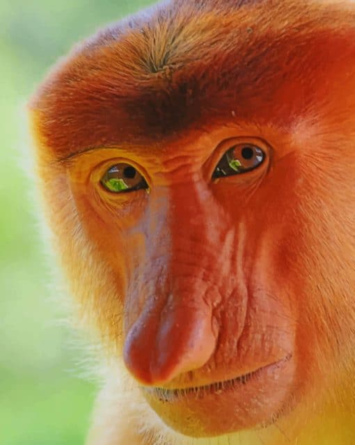Proboscis Monkey Portrait paint by numbers