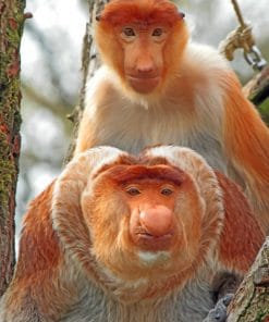Proboscis Monkeys paint by numbers