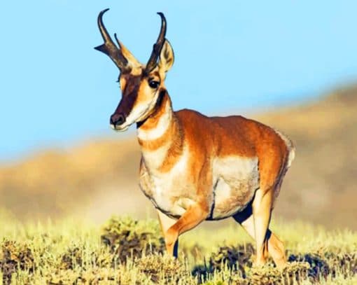 Pronghorn Antelope Animal paint by numbers