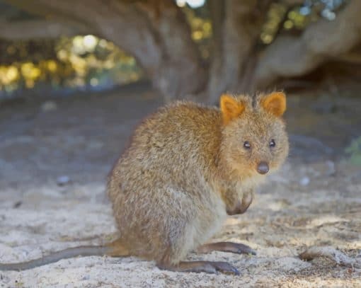 Quokka Animal In Sand paint by numbers