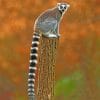 Raccoon Animal With Big Tail paint by numbers