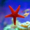 Red Sea Star paint by numbers