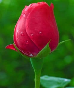 Red Tulip Rose paint by numbers