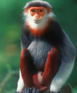 Red Shanked Douc Monkey paint by numbers