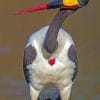 Saddle Billed Stork paint by numbers
