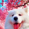 White Samoyed Under Cheery Blossom Tree paint by numbers