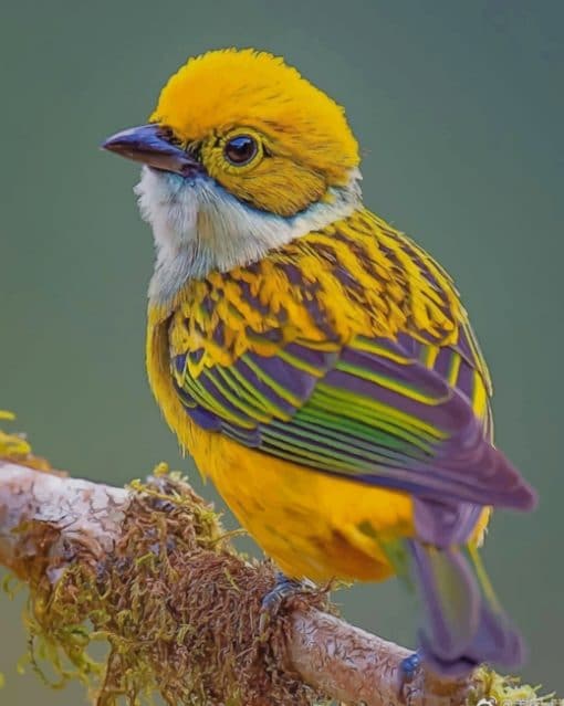 Silver Throated Tanager paint by numbers