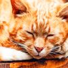 Sleeping Ginger Cat paint by numbers