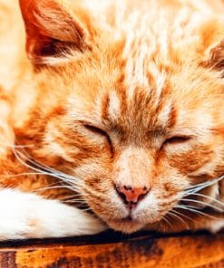 Sleeping Ginger Cat paint by numbers