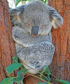 Sleepy Cute Gray Koala Paint By Numbers