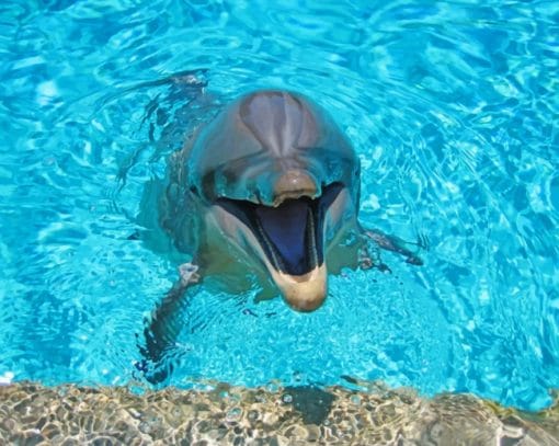 Smiling Cute Dolphins Paint By Numbers