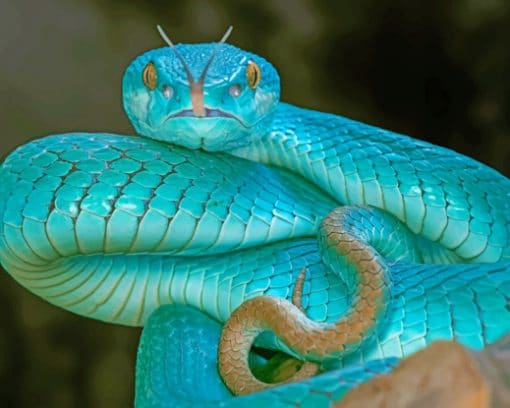 Snakes Vipera berus Light Blue Tongue paint by numbers