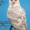 Snowy Owl Maine paint by numbers