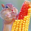 Squirrel Eating Corn paint by numbers