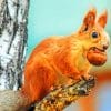 Squirrel With Rodent paint by numbers