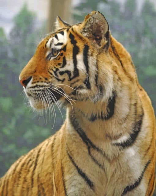 Tiger Portrait paint by numbers