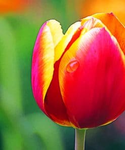 Tulip Flower Macro paint by numbers