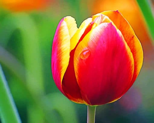 Tulip Flower Macro paint by numbers