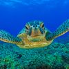 Under Water Swimming Turtle Paint By Numbers