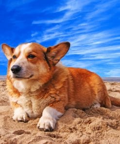Welsh Corgi Dog Paint By Numbers