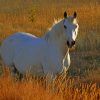 White Horse in Pasture paint by numbers