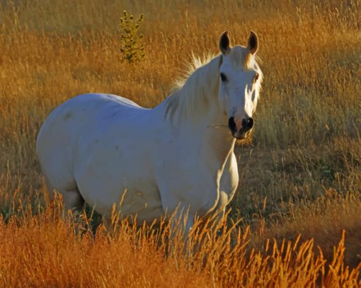 White Horse in Pasture paint by numbers