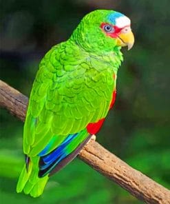 White Fronted Amazon paint by numbers