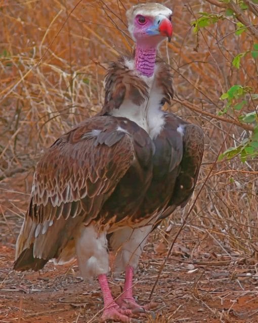 White Headed Vulture paint by numnbers